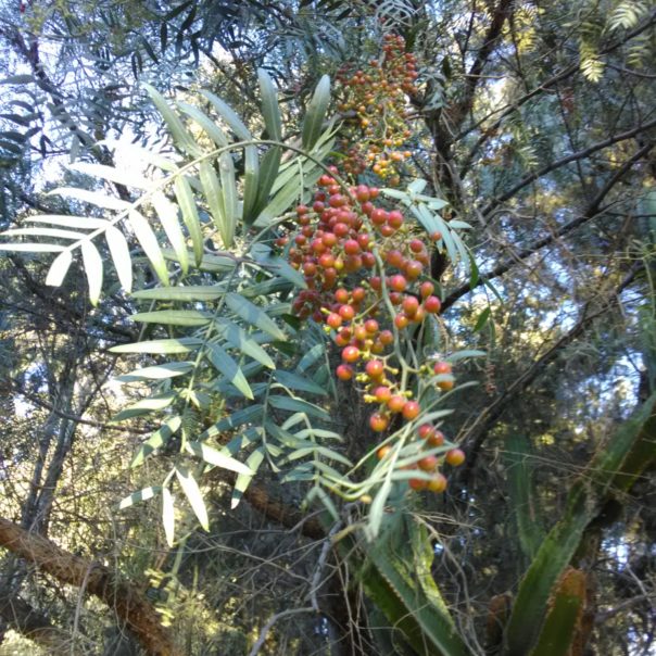 Fruto de molle-aceite esencial de molle-pink pepper corn