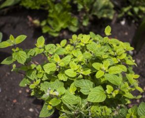 Muna-muna andean mint-aceite esencial de muna